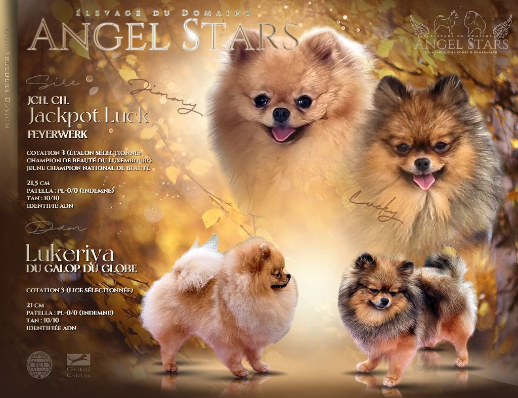 chiot Spitz allemand Du Domaine Angel Stars