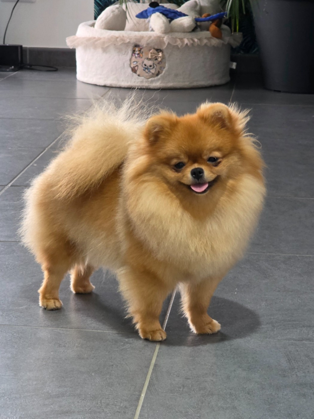 Victoria Queen Du Domaine Angel Stars