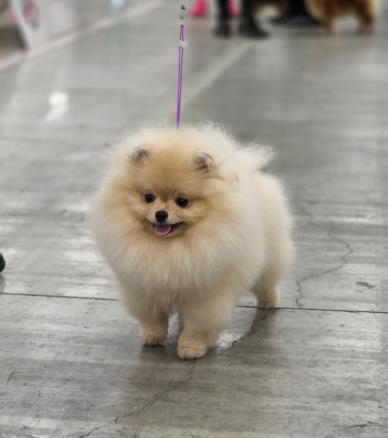 Ambre Du Domaine Angel Stars