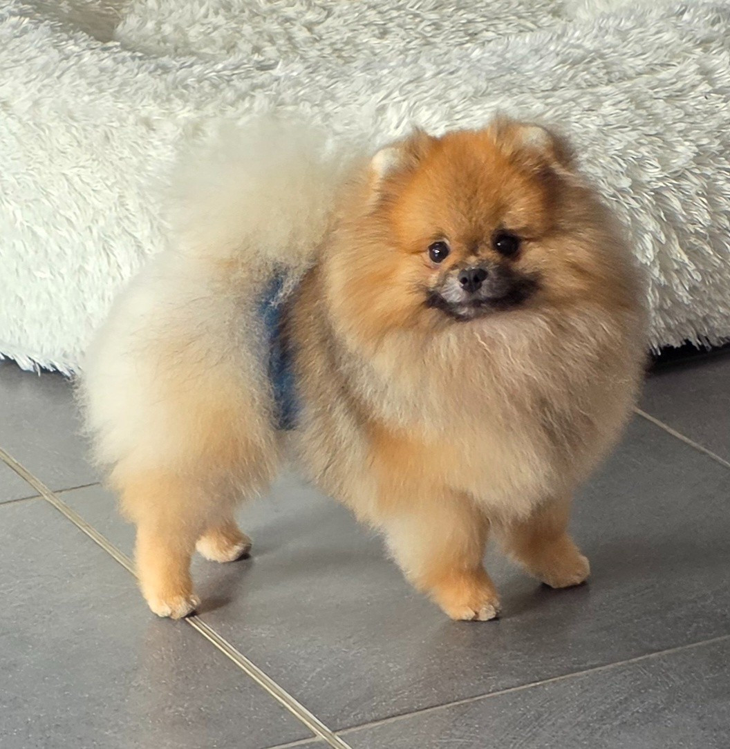 Apollon Du Domaine Angel Stars