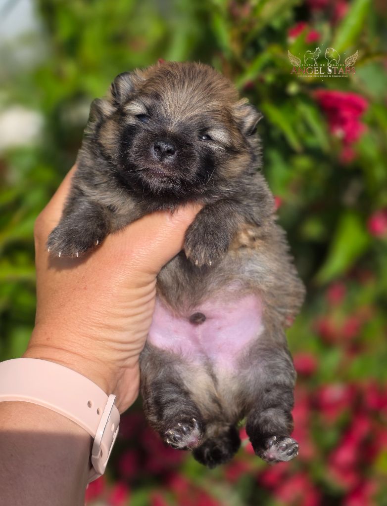Du Domaine Angel Stars - Chiots disponibles - Spitz allemand