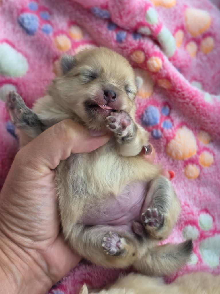 Du Domaine Angel Stars - Chiots disponibles - Spitz allemand