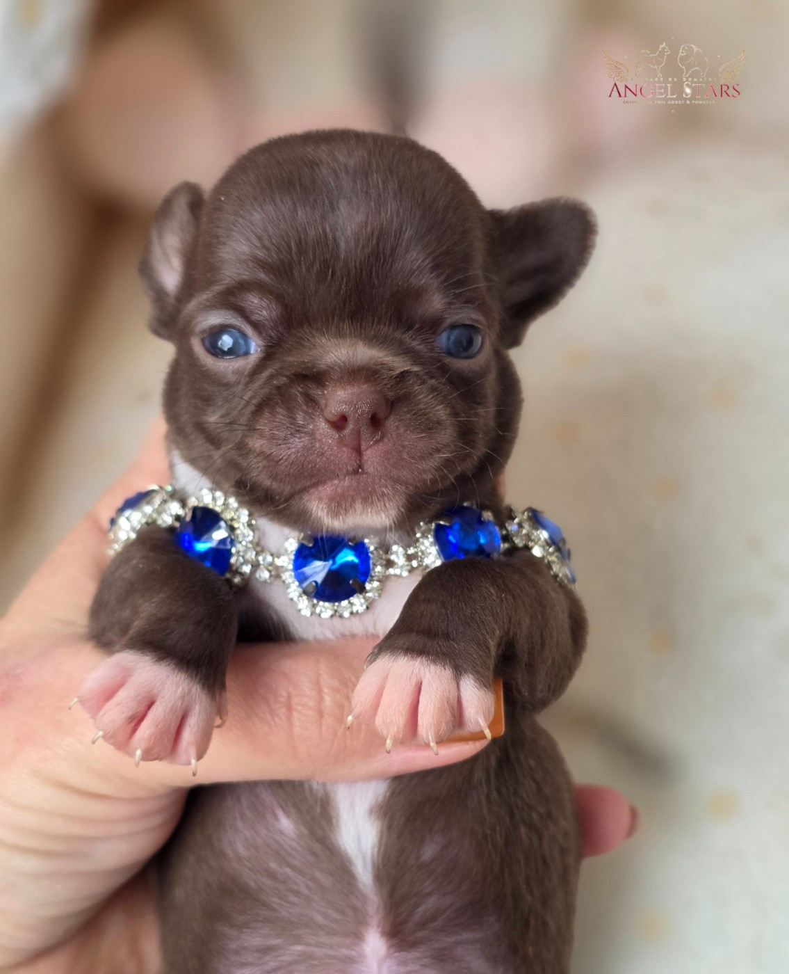 Du Domaine Angel Stars - Chiots disponibles - Chihuahua