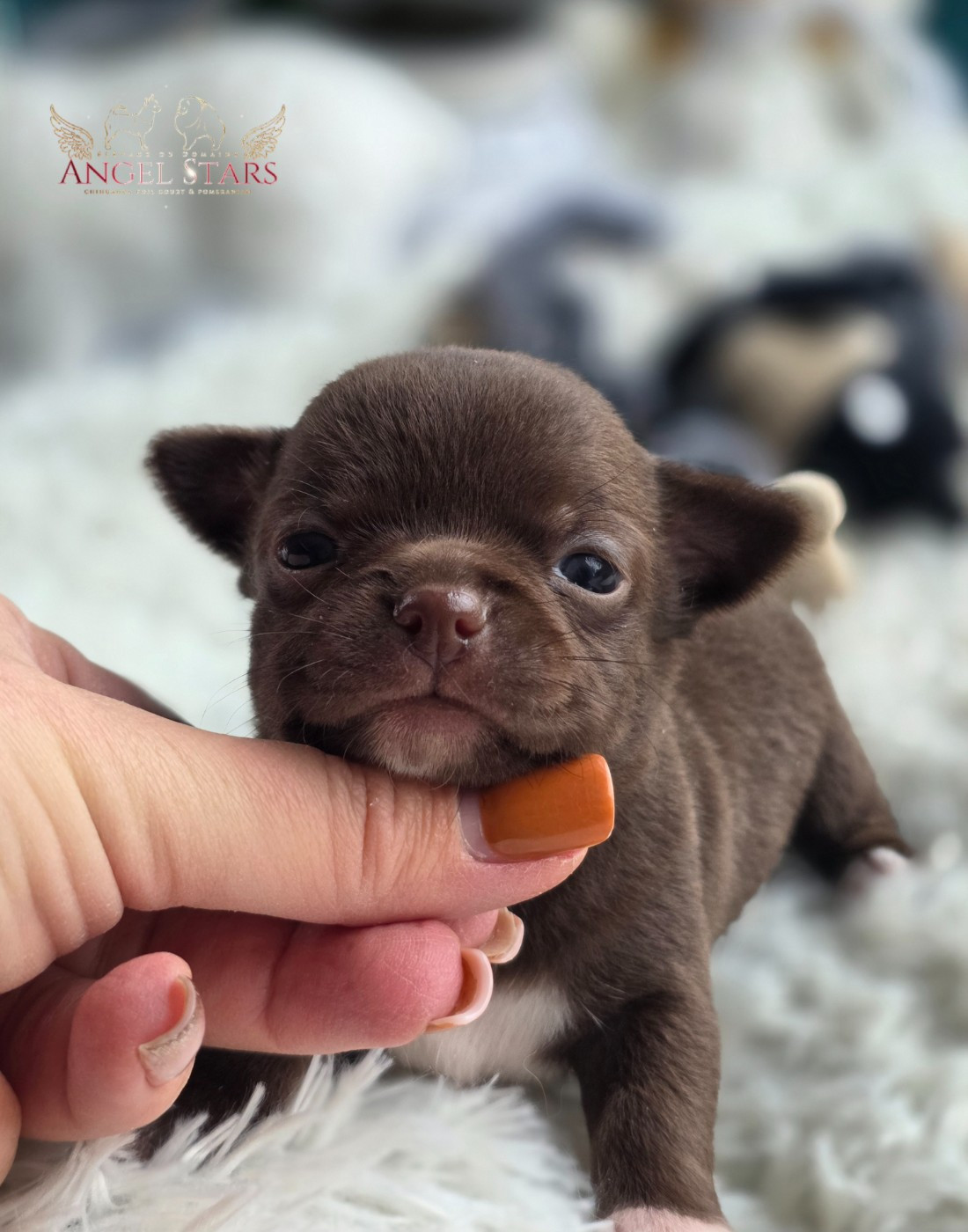 Du Domaine Angel Stars - Chiots disponibles - Chihuahua