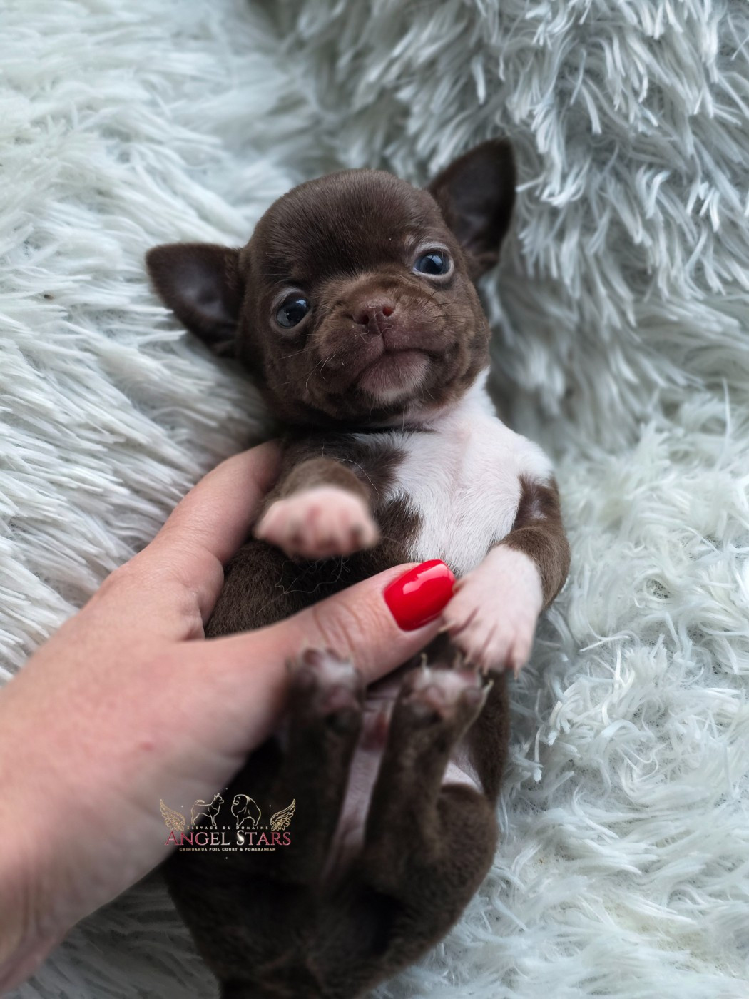 Du Domaine Angel Stars - Chiots disponibles - Chihuahua