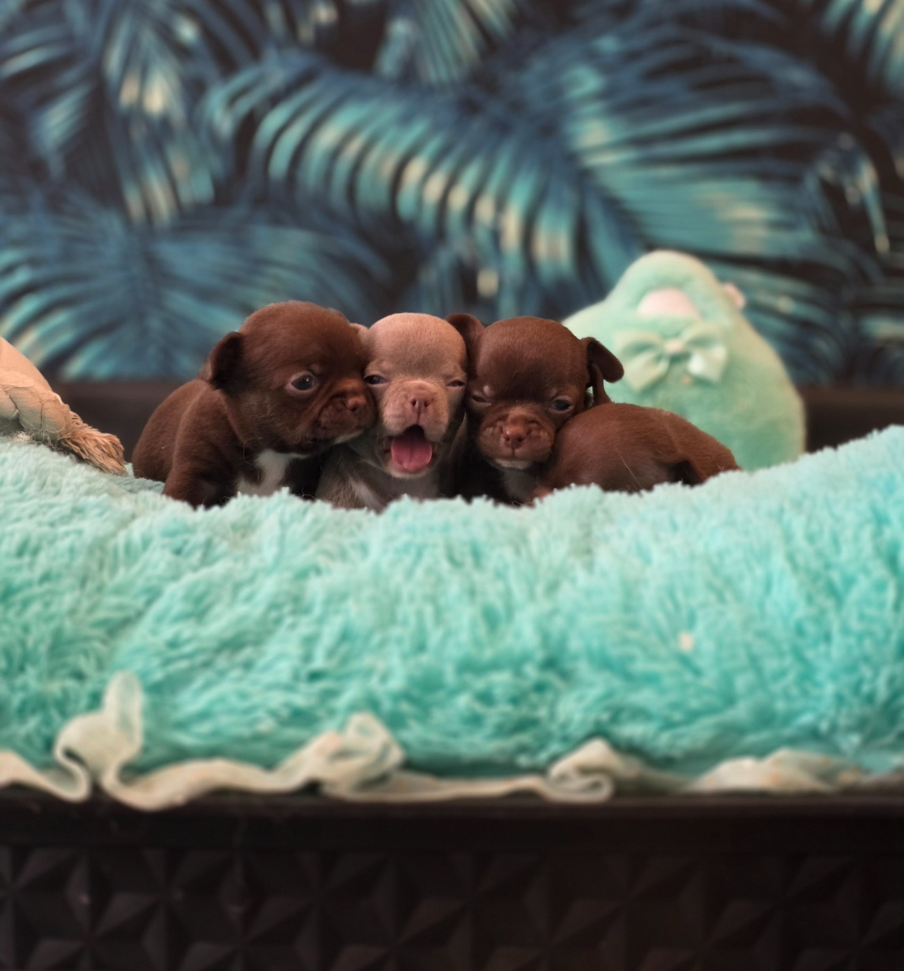 Du Domaine Angel Stars - Chihuahua - Portée née le 06/11/2025