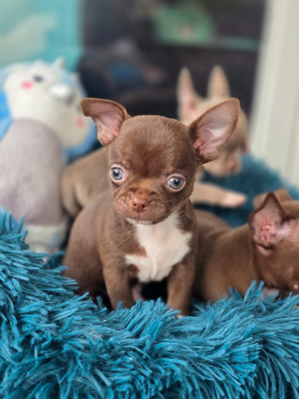 Du Domaine Angel Stars - Chiots disponibles - Chihuahua