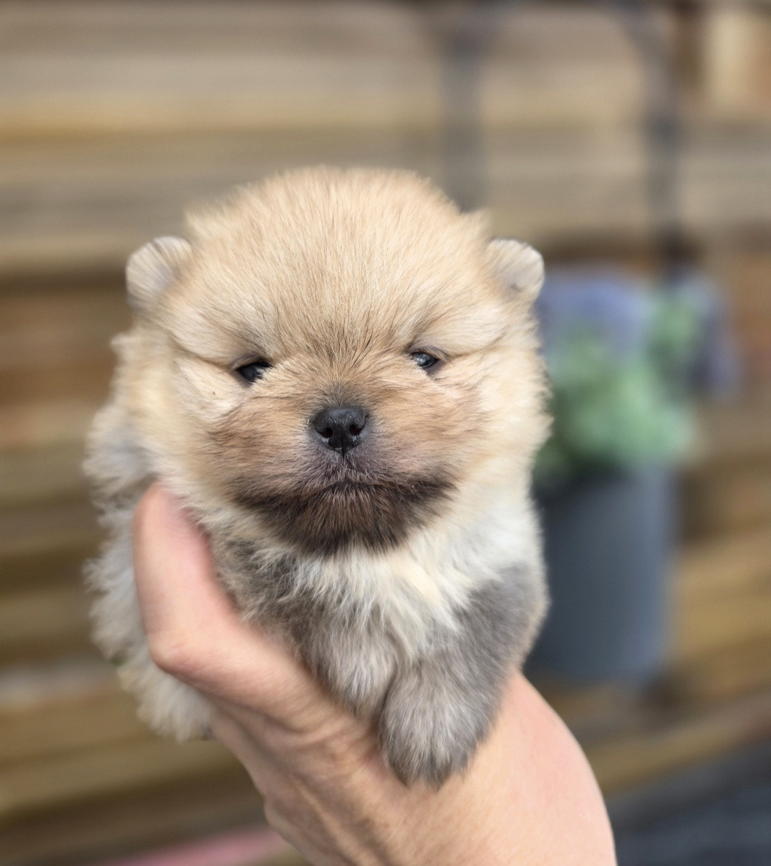 Du Domaine Angel Stars - Chiots disponibles - Spitz allemand