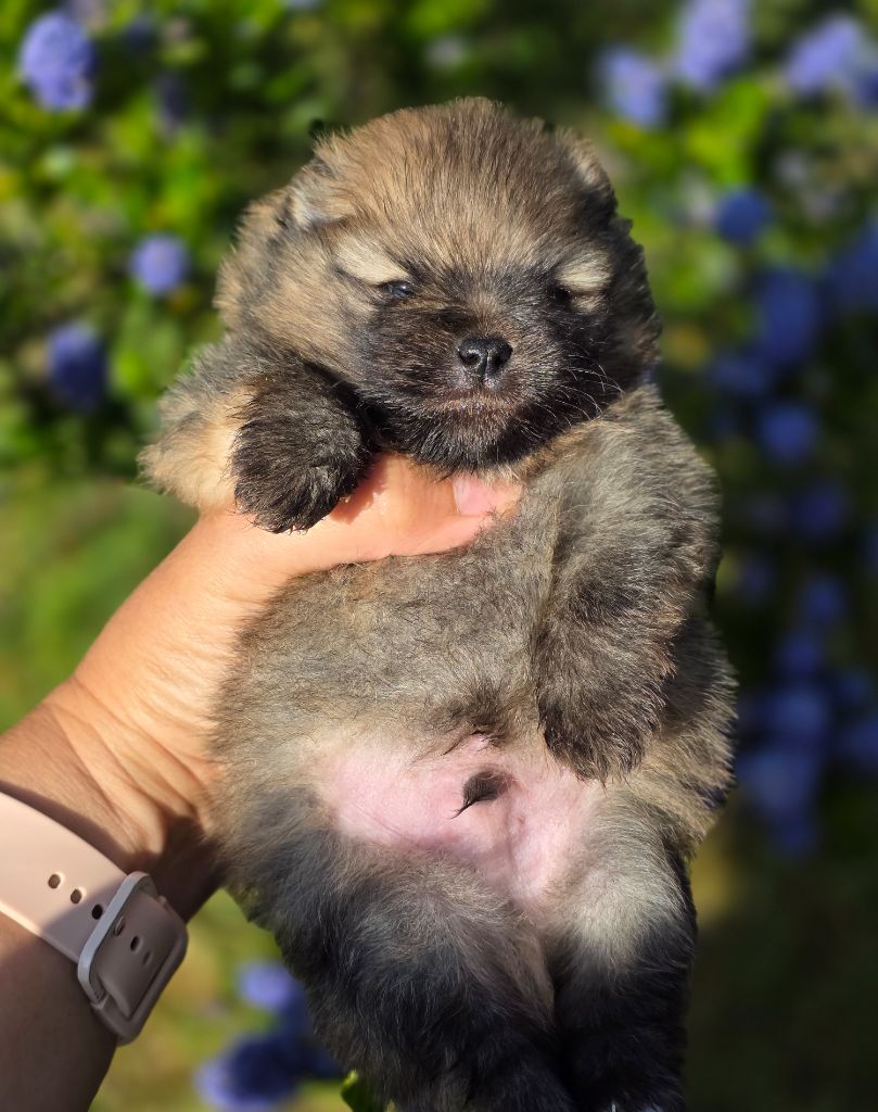 Du Domaine Angel Stars - Chiots disponibles - Spitz allemand