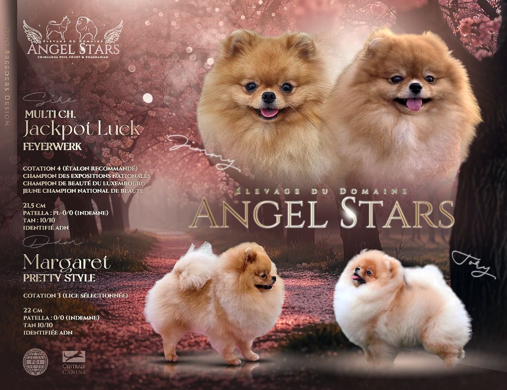 Du Domaine Angel Stars - Spitz allemand - Portée née le 10/05/2025