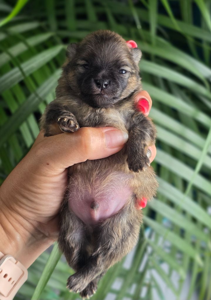 Du Domaine Angel Stars - Chiots disponibles - Spitz allemand