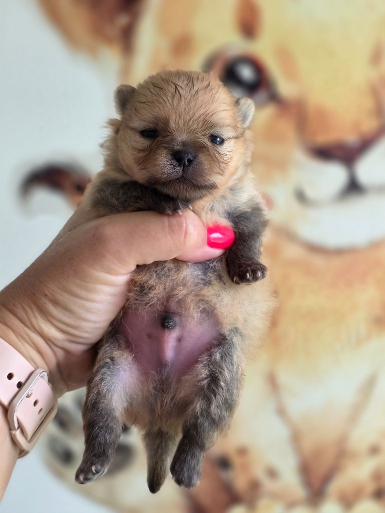 Du Domaine Angel Stars - Chiots disponibles - Spitz allemand