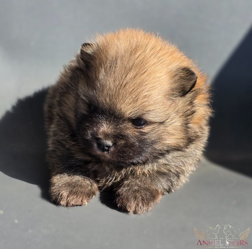 Du Domaine Angel Stars - Chiots disponibles - Spitz allemand