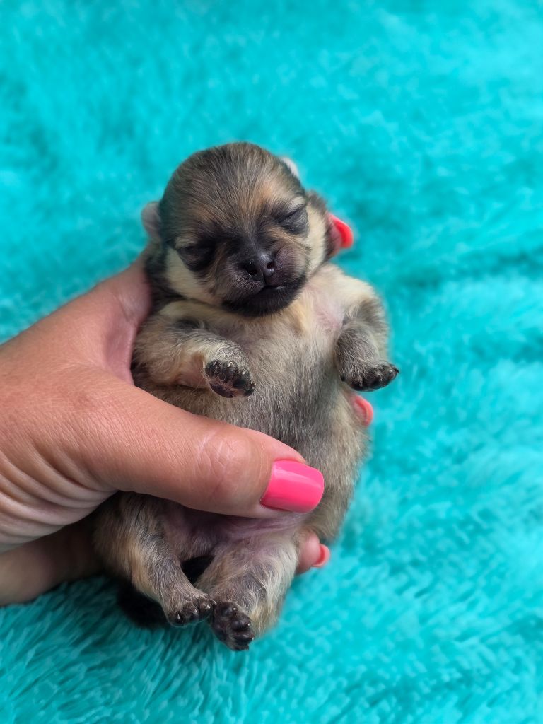 Du Domaine Angel Stars - Chiots disponibles - Spitz allemand