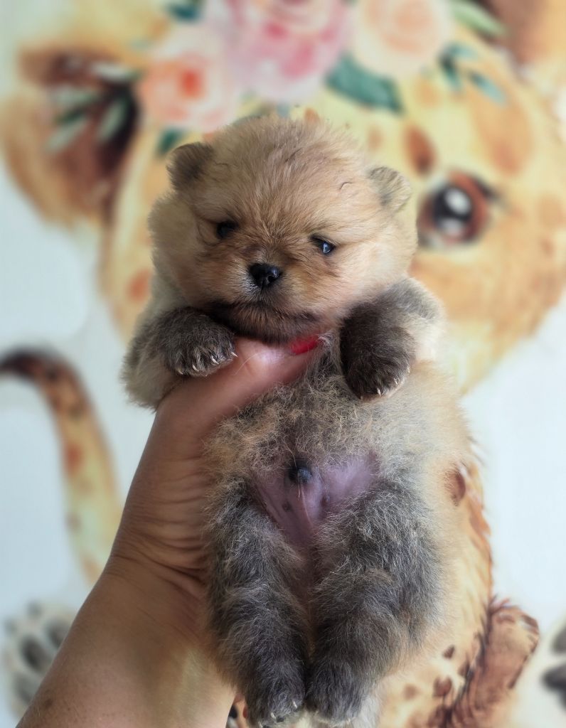 Du Domaine Angel Stars - Chiots disponibles - Spitz allemand