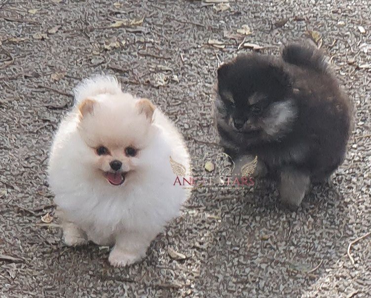 Chiot Spitz allemand Du Domaine Angel Stars