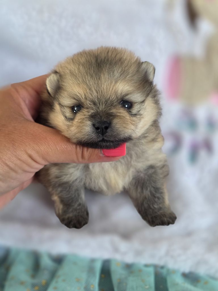 Du Domaine Angel Stars - Chiots disponibles - Spitz allemand