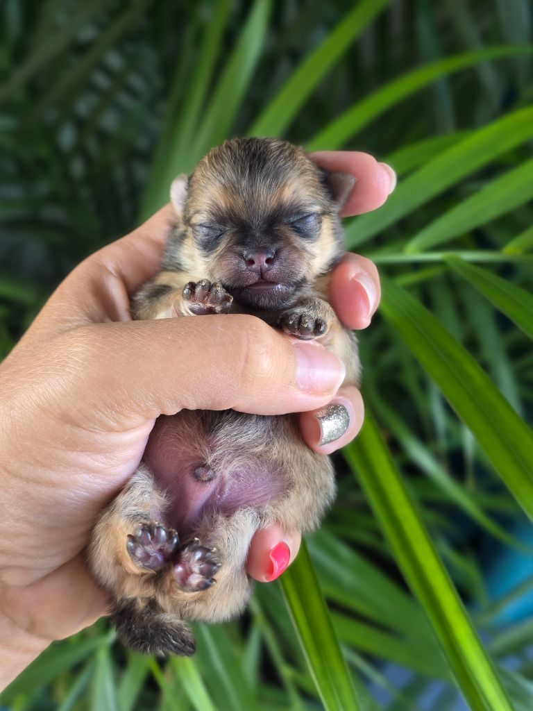Chiot Spitz allemand Du Domaine Angel Stars