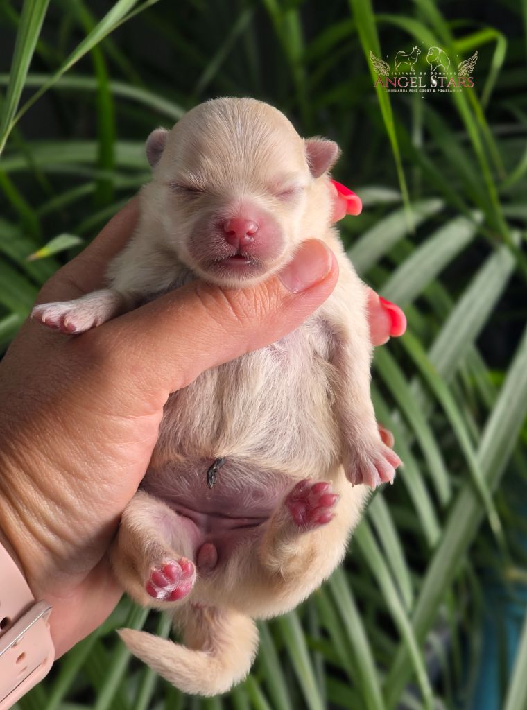 Du Domaine Angel Stars - Chiots disponibles - Spitz allemand