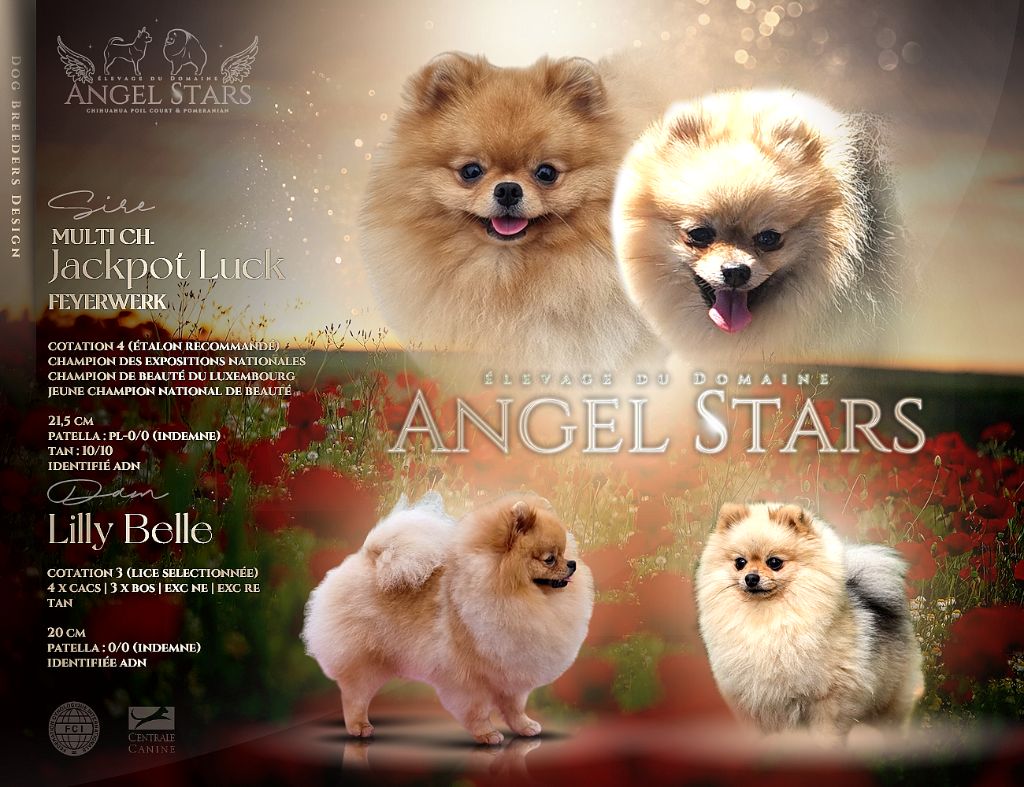 Chiot Spitz allemand Du Domaine Angel Stars