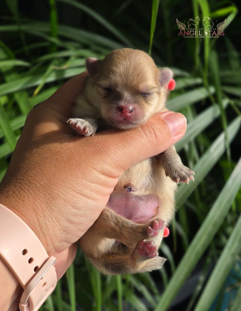 Du Domaine Angel Stars - Chiots disponibles - Spitz allemand