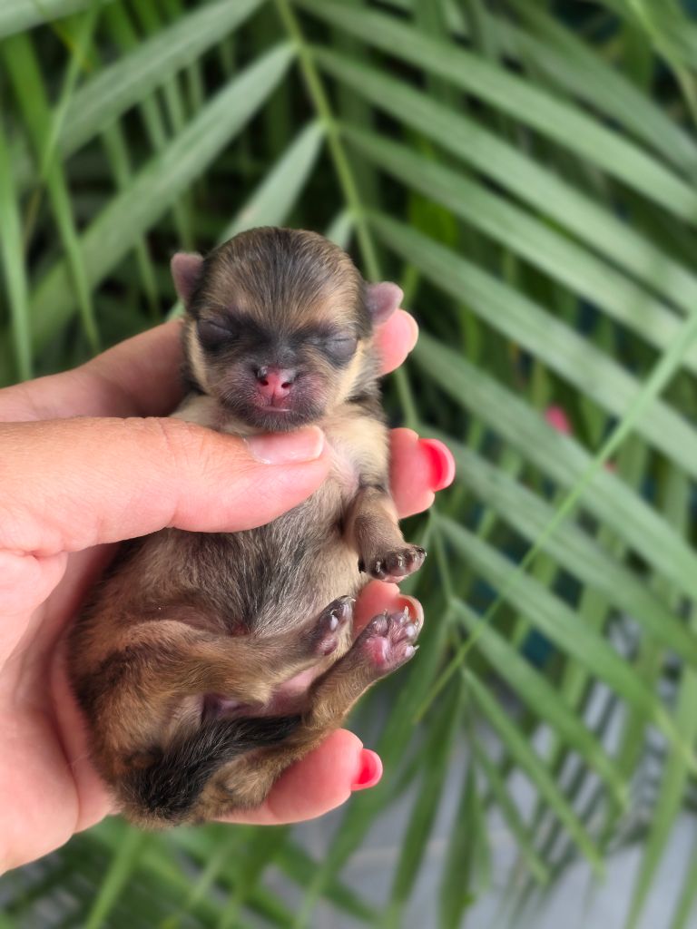 Du Domaine Angel Stars - Chiots disponibles - Spitz allemand